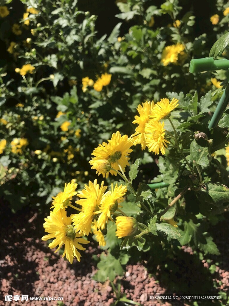 小菊花