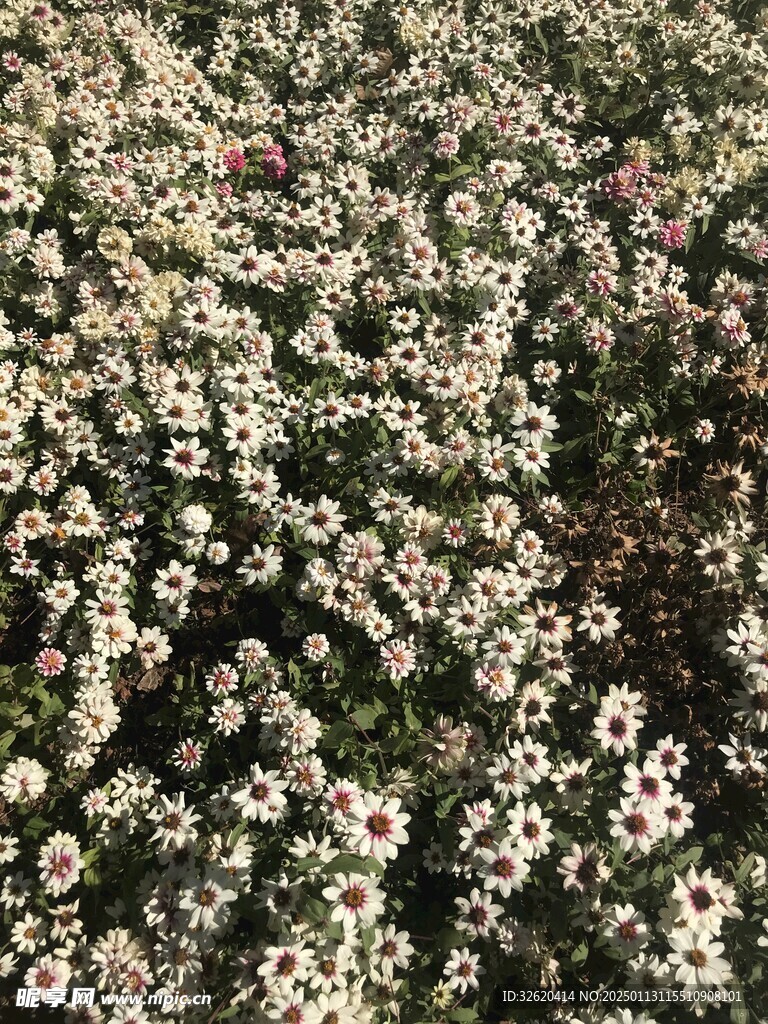 小菊花