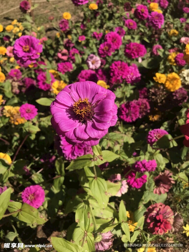 菊花 百日菊