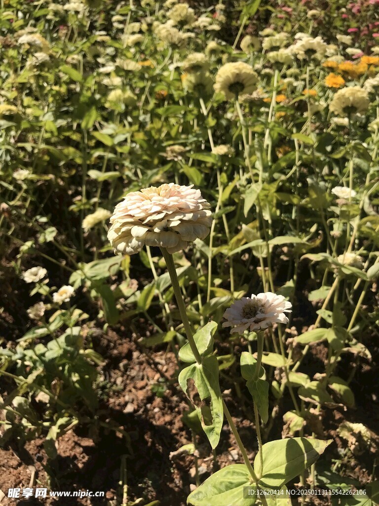 小菊花