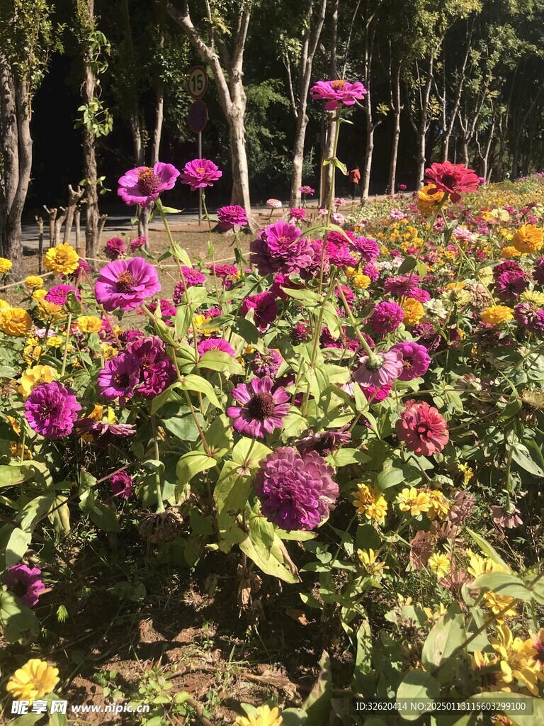 菊花 百日菊