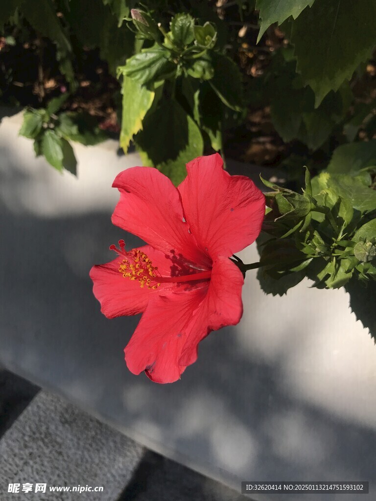 朱槿 扶桑