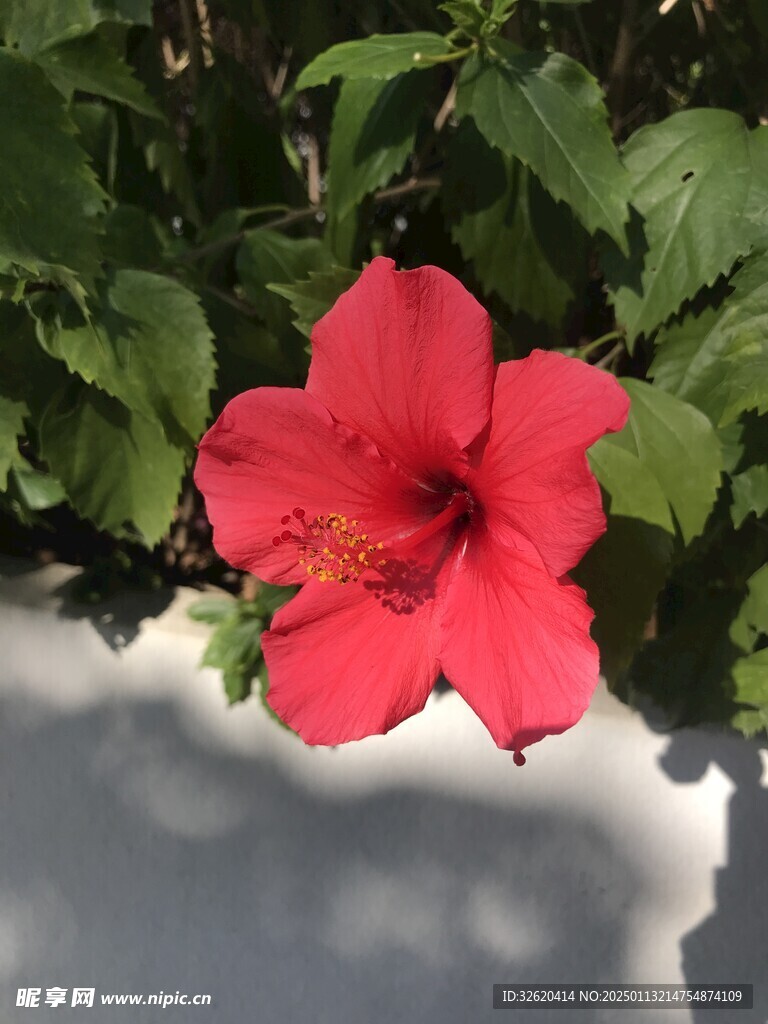 朱槿 扶桑