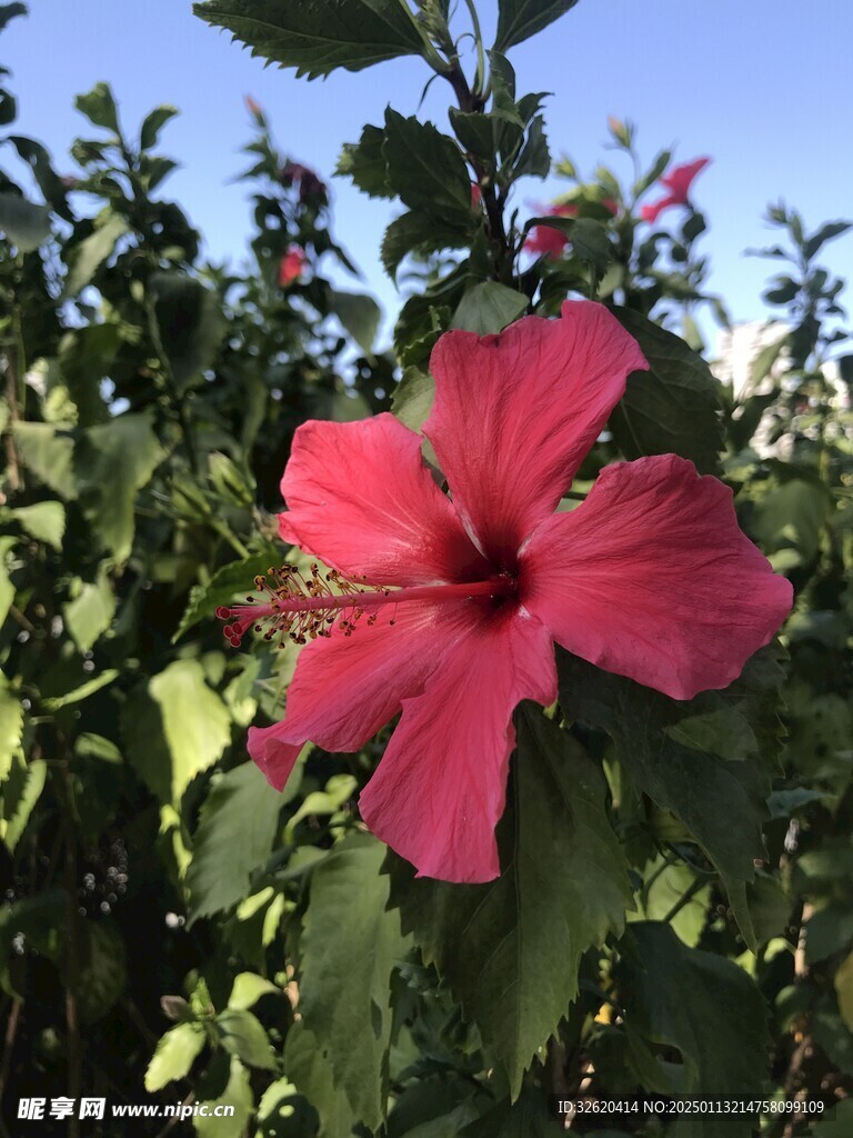 朱槿 扶桑