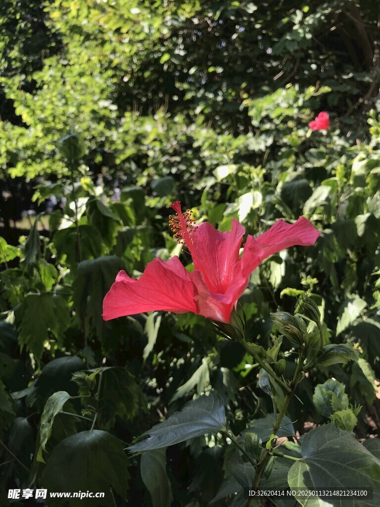 朱槿 扶桑