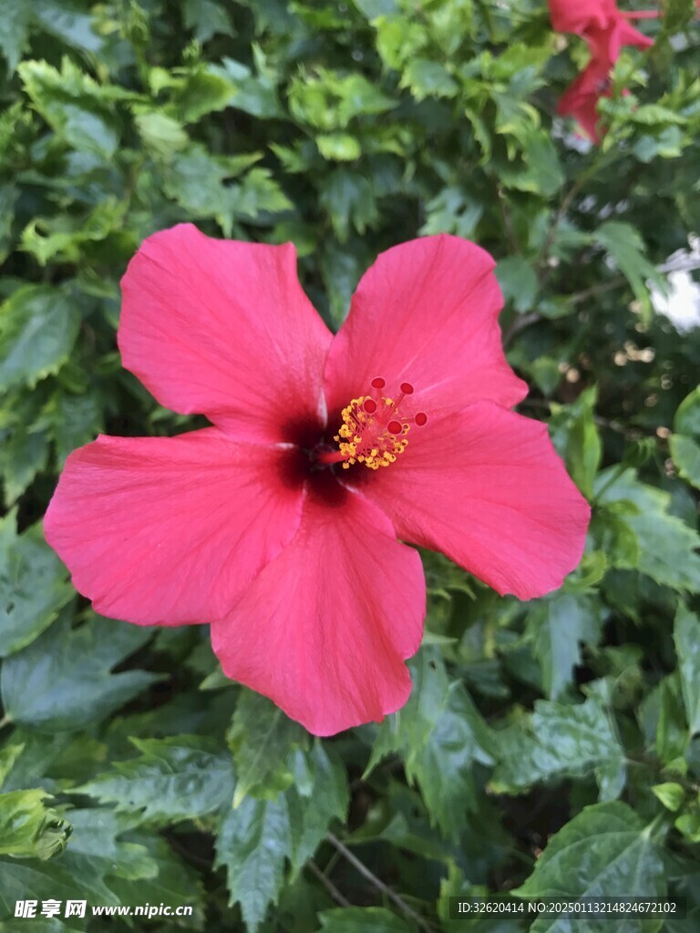 朱槿 扶桑