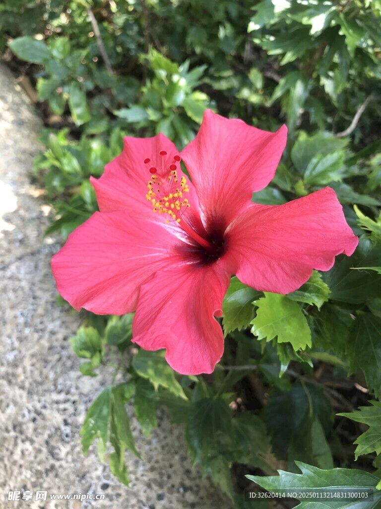 朱槿 扶桑