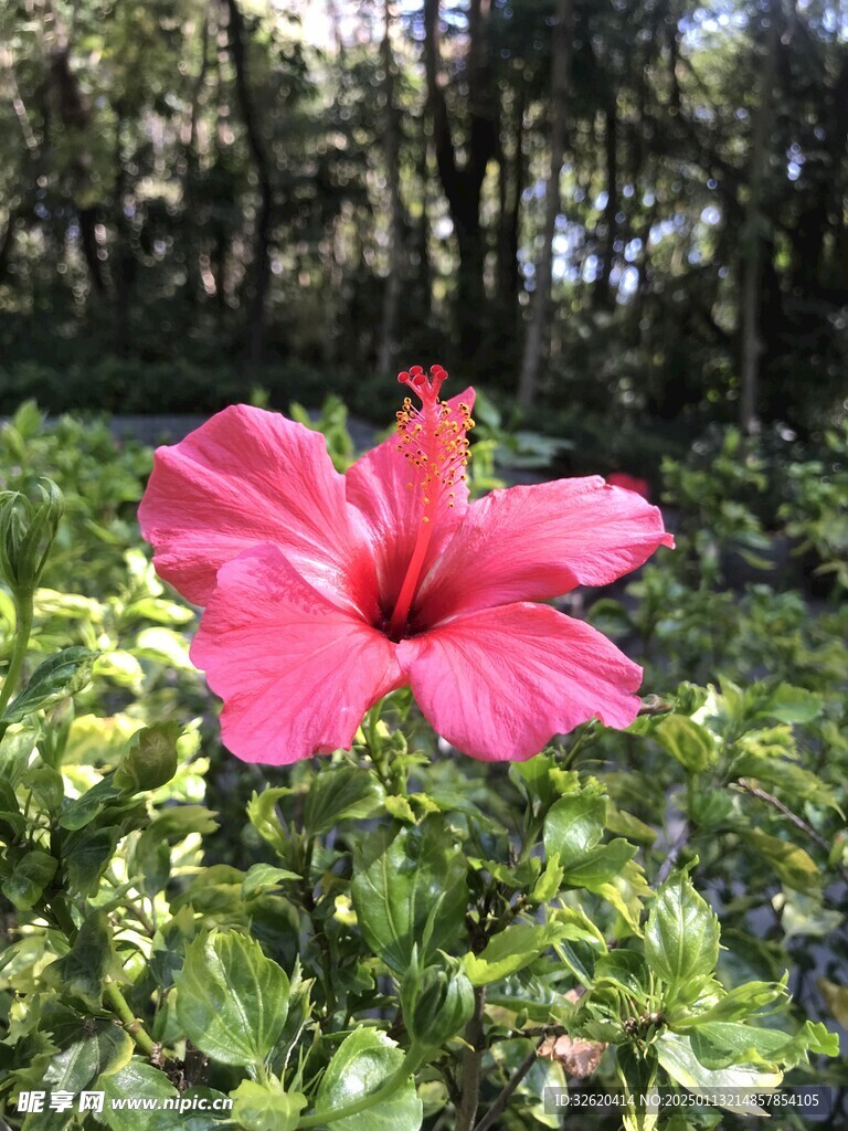 朱槿 大红花