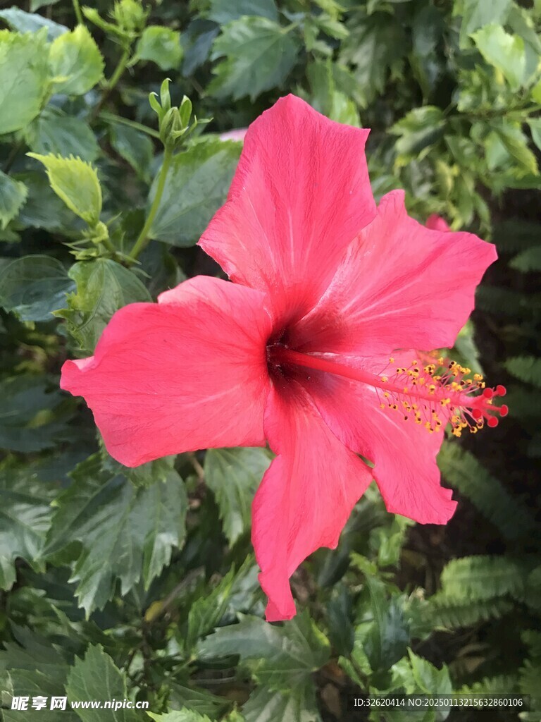 朱槿 扶桑