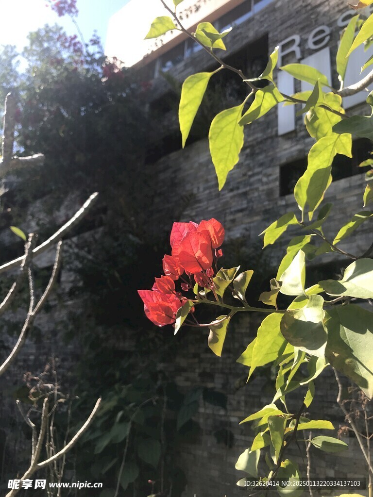 簕杜鹃