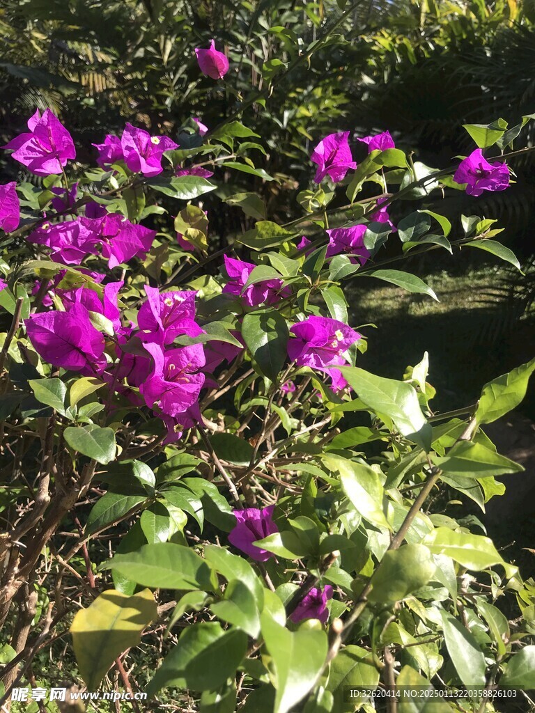 簕杜鹃