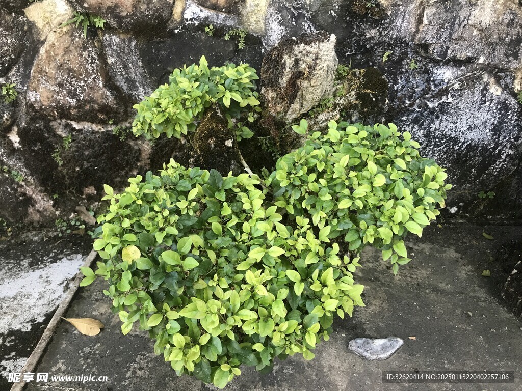 盆栽 盆景