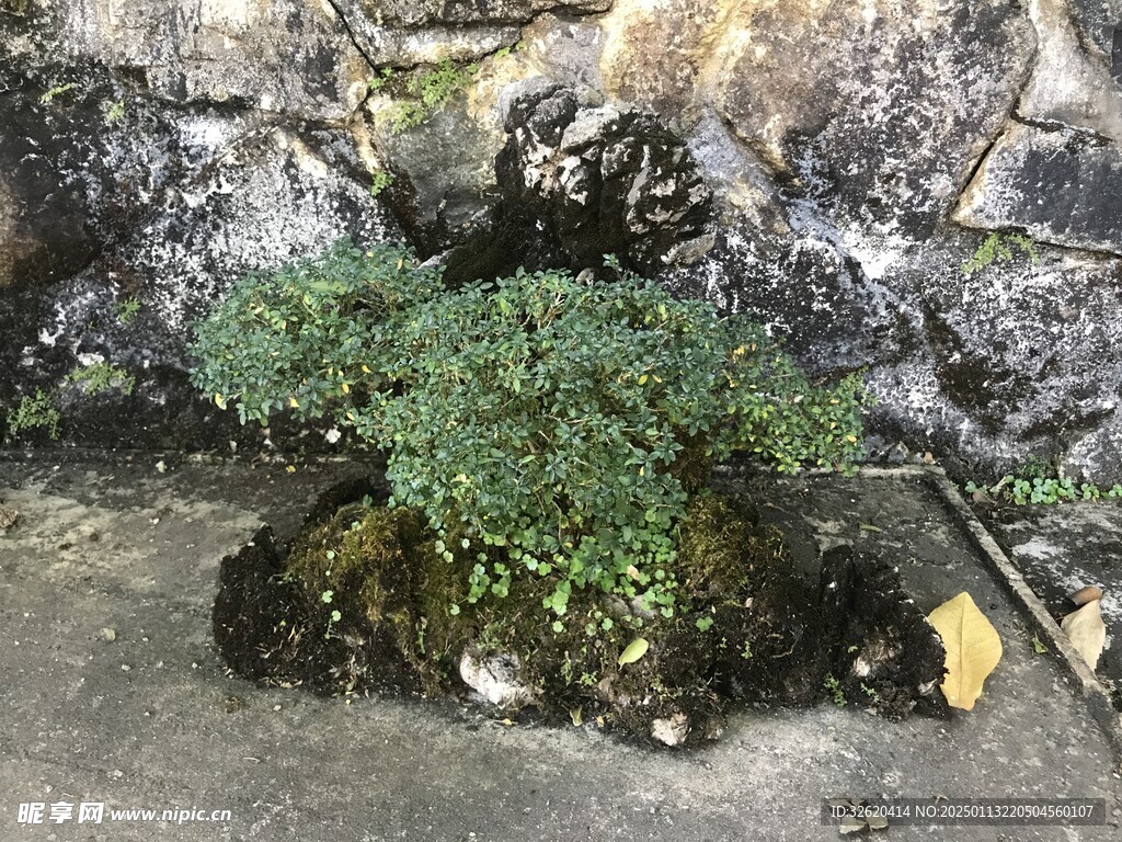 盆栽 盆景