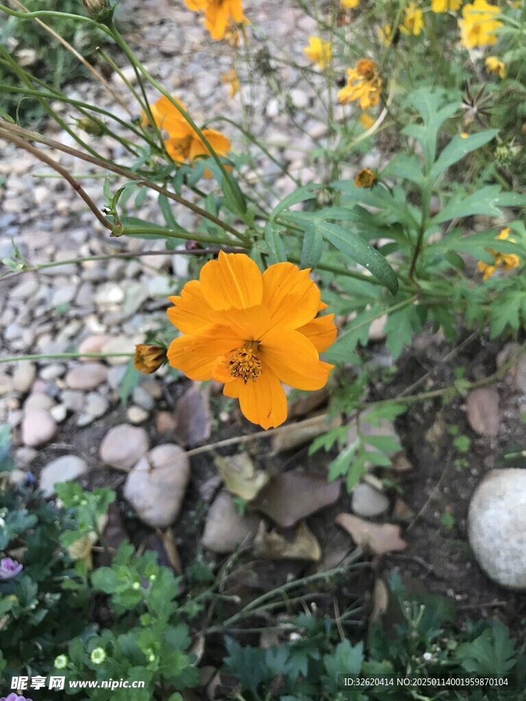 小黄花 小野菊