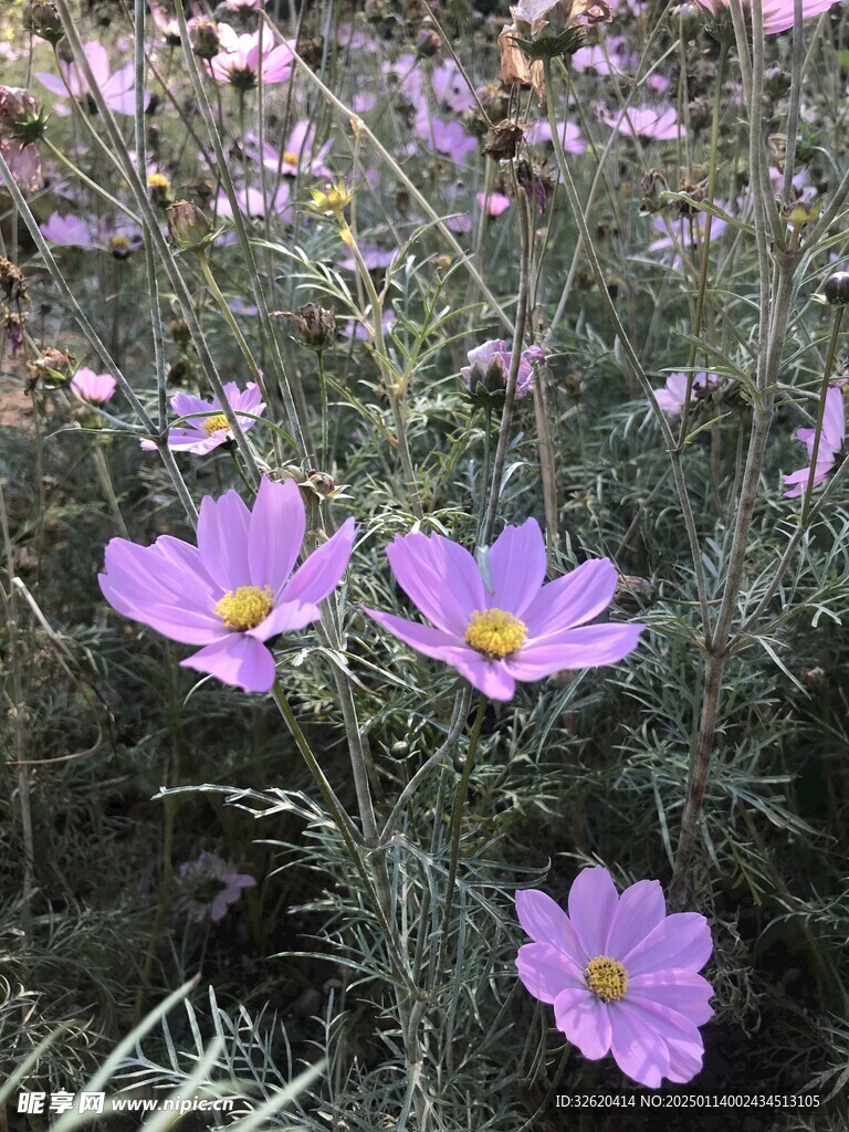 格桑花