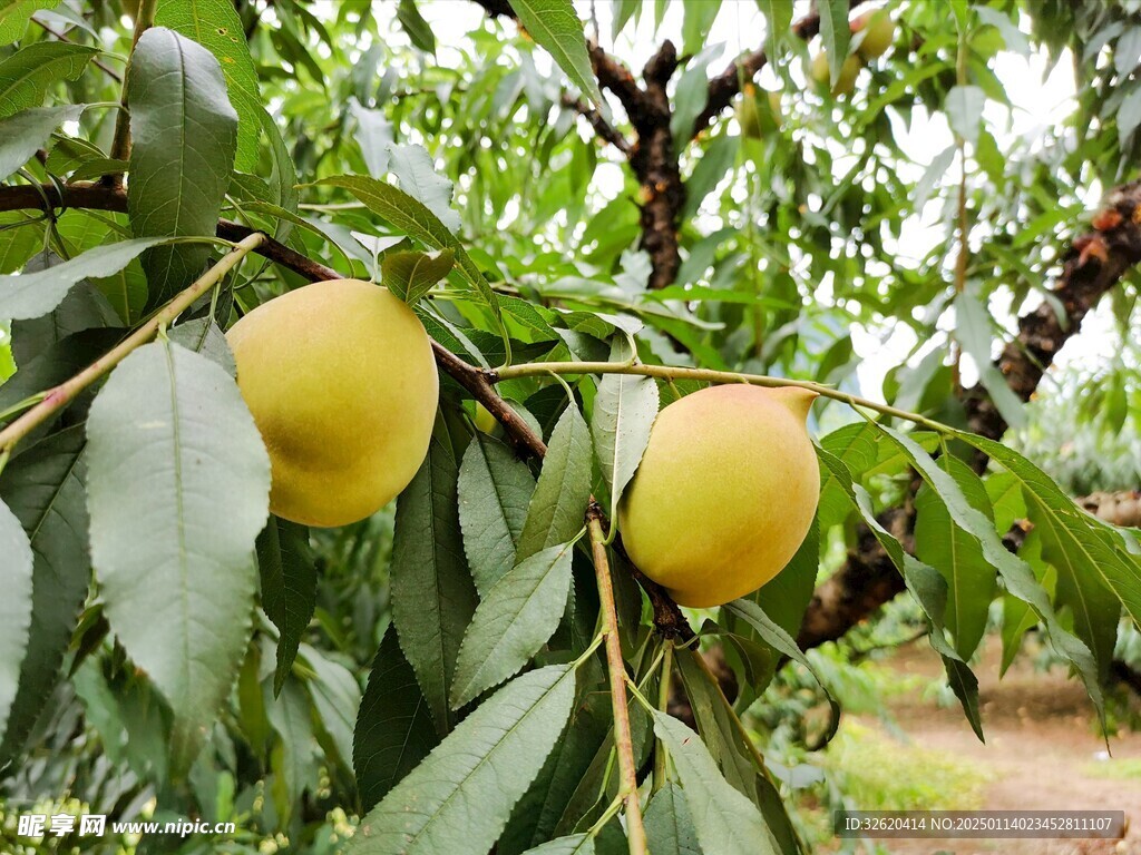 鹰嘴桃 桃子