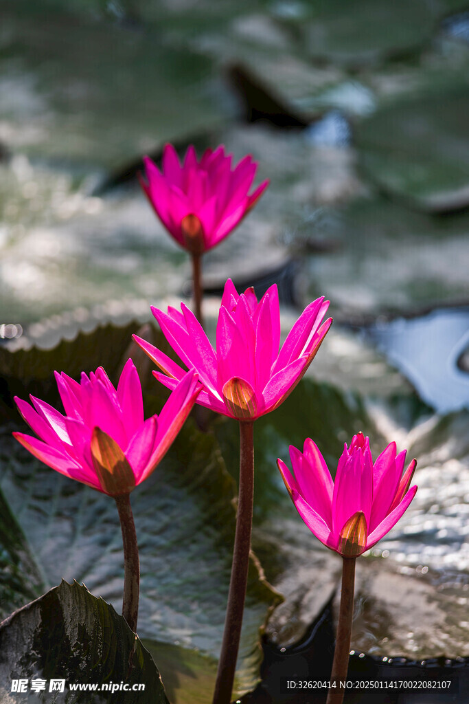 荷花 荷叶