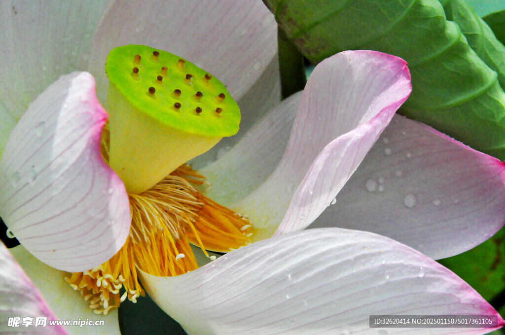 荷花 荷叶