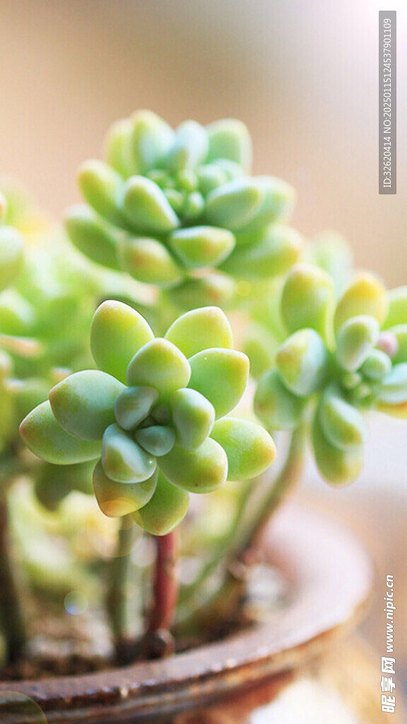 多肉