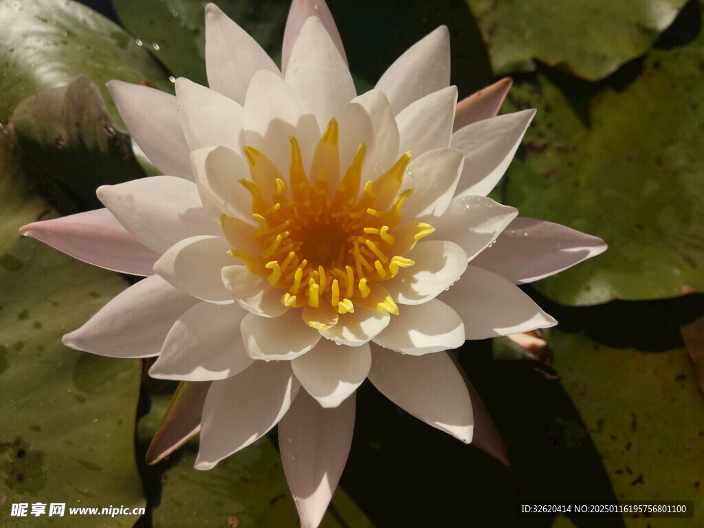荷花