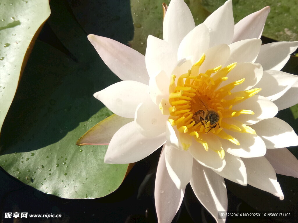 荷花