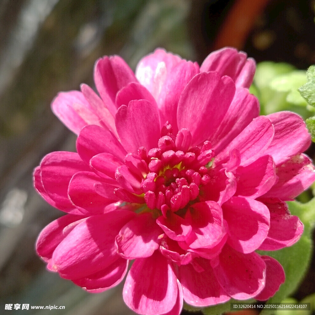 雏菊