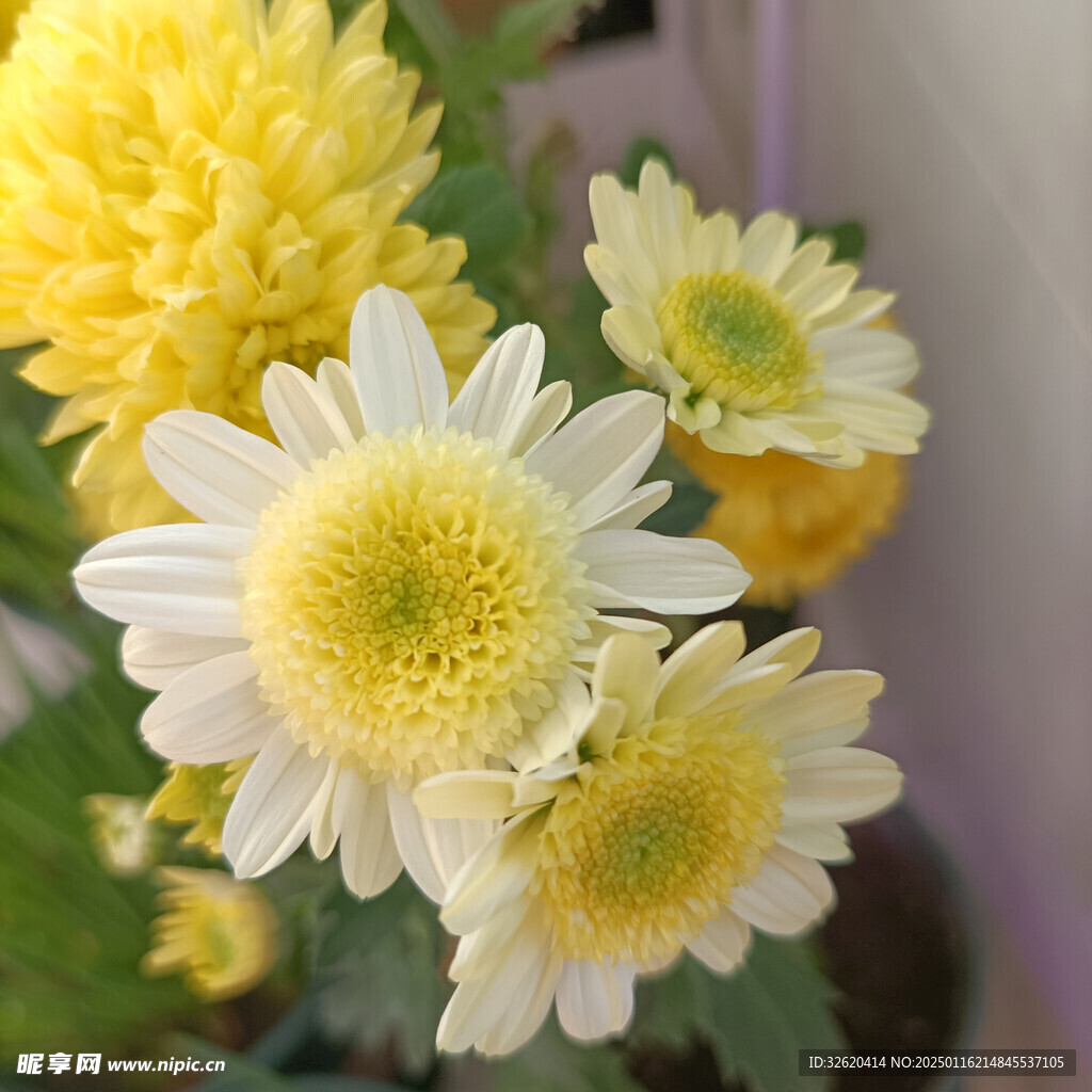 小雏菊 