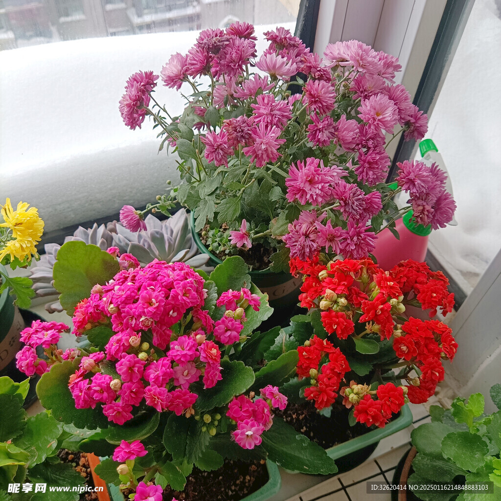 小雏菊 