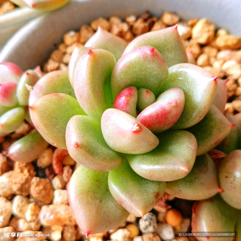 多肉
