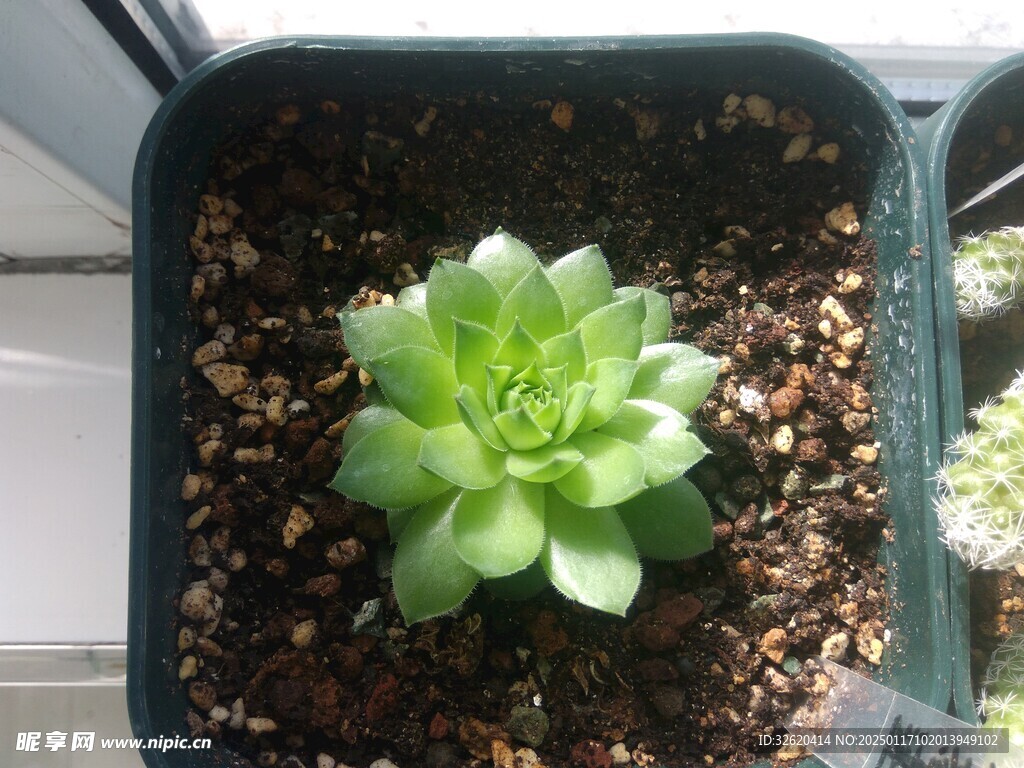 多肉