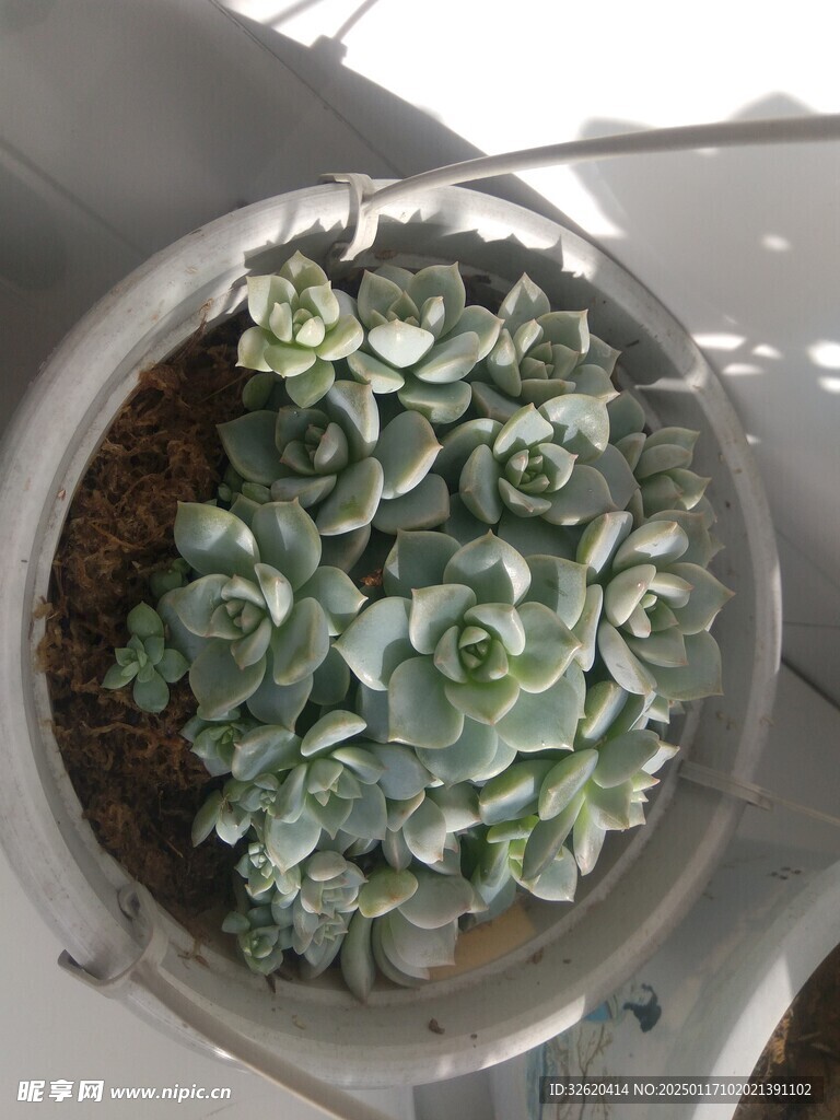 多肉