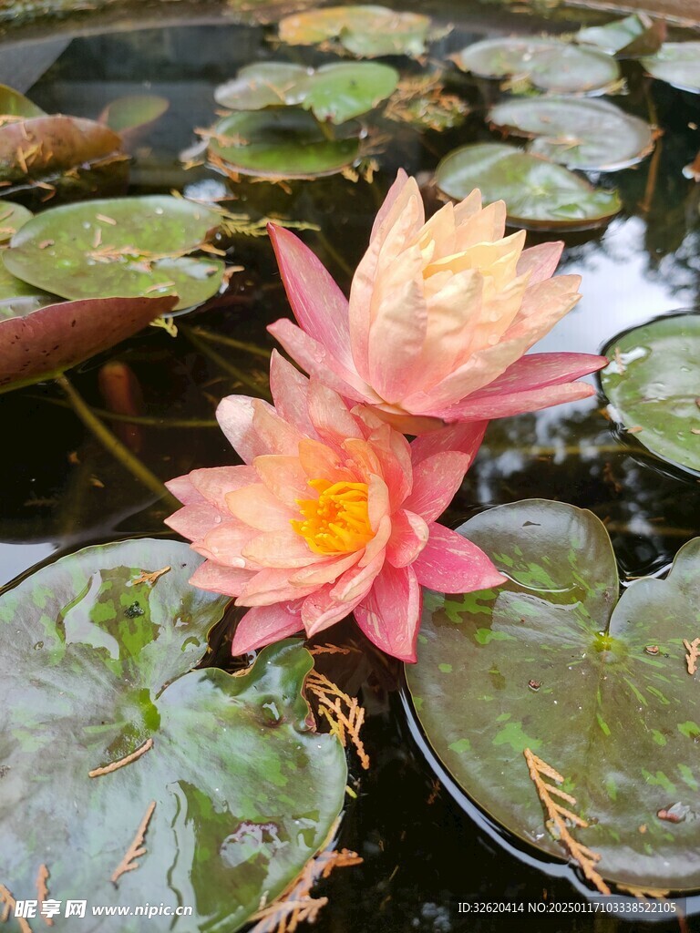荷花