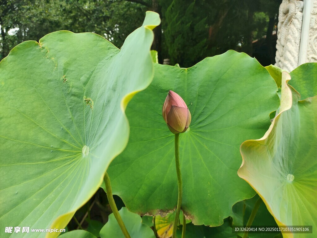 荷花