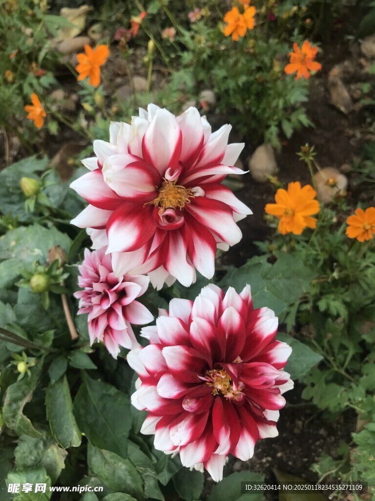 大丽花