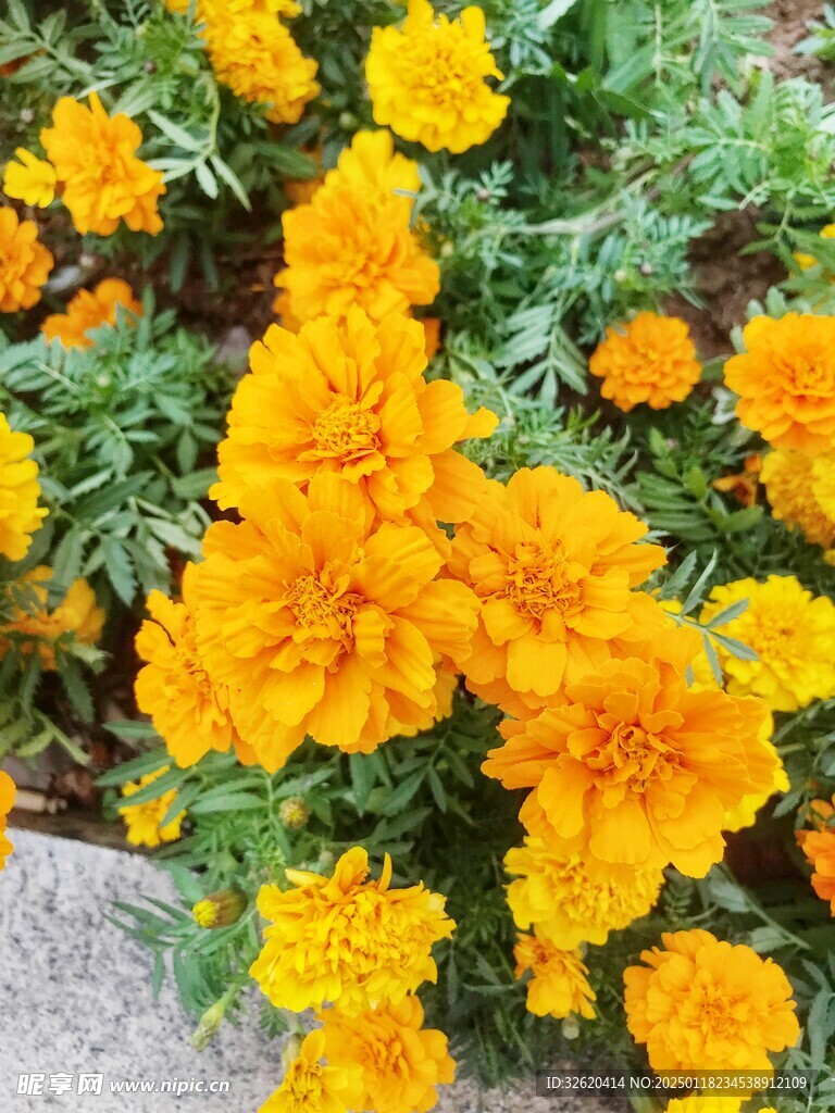 百日菊