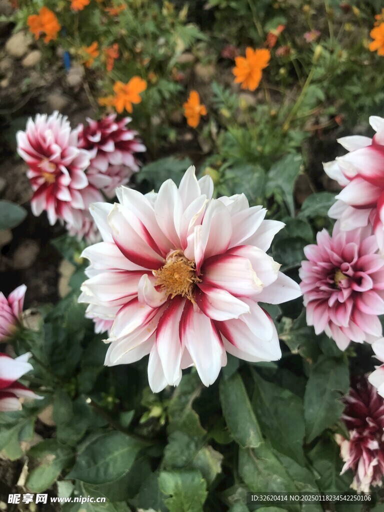 大丽花