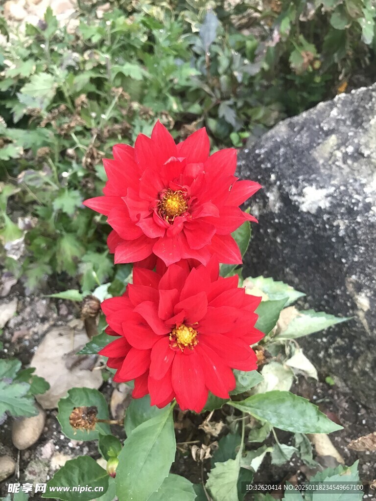百日菊