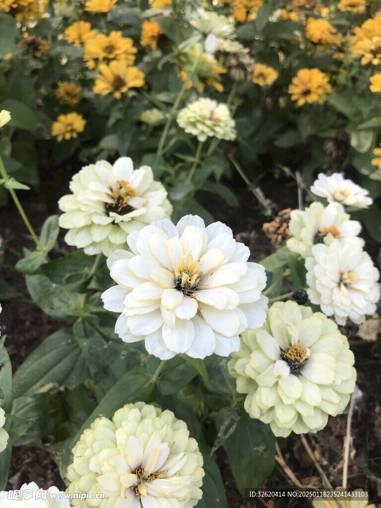 百日菊