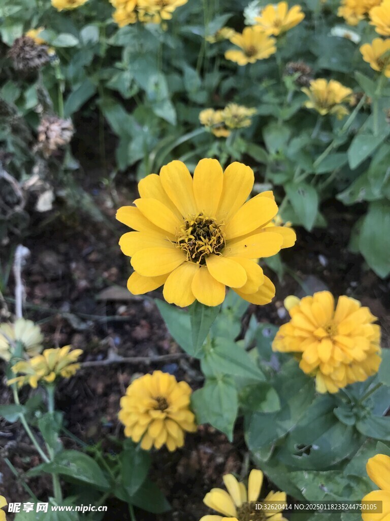 百日菊