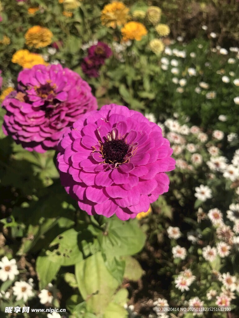 百日菊