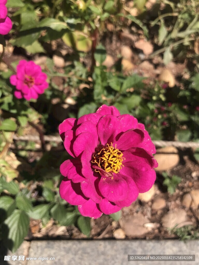 百日菊