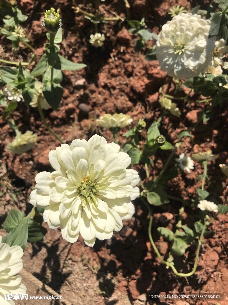 百日菊