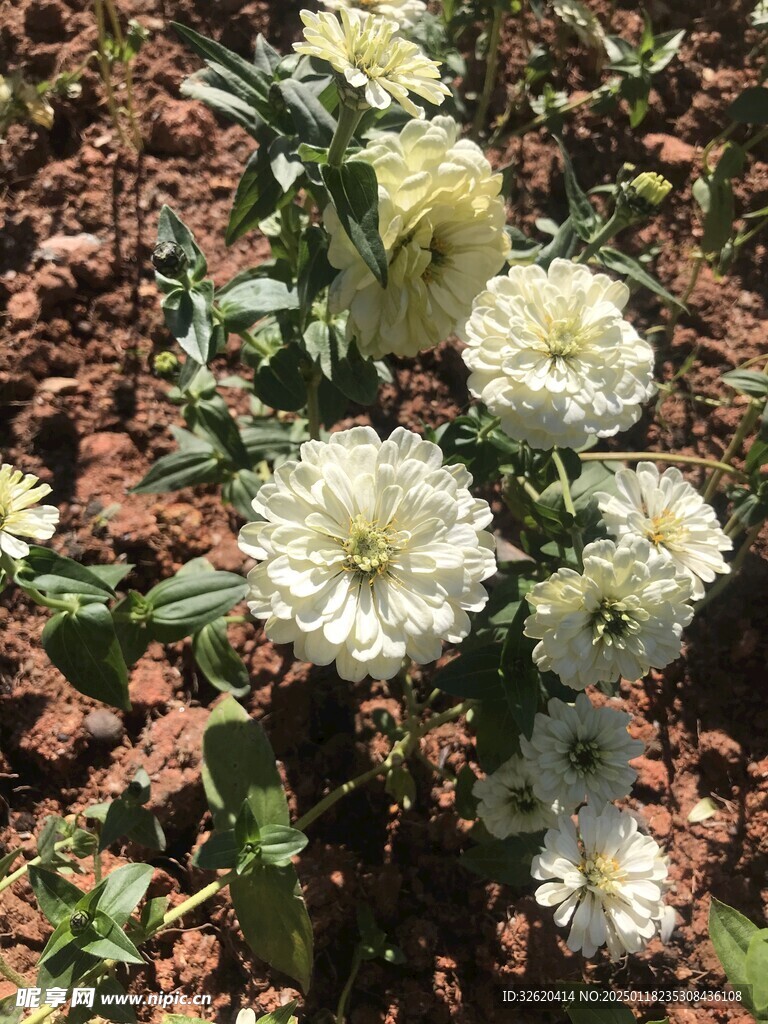 百日菊