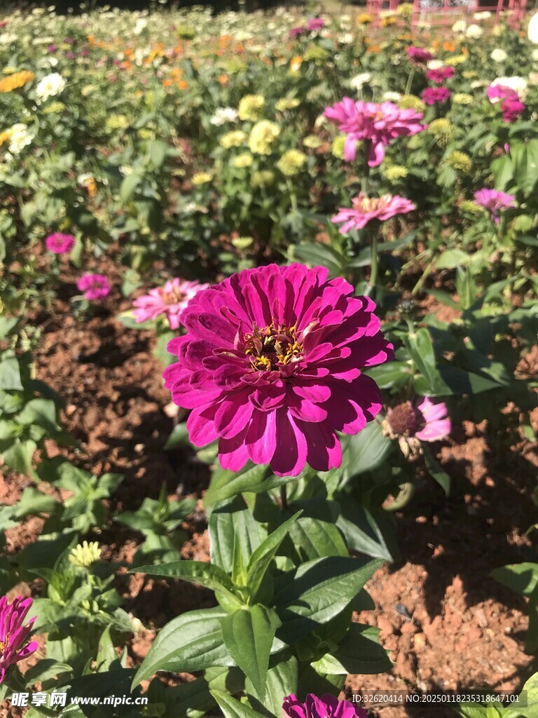 百日菊
