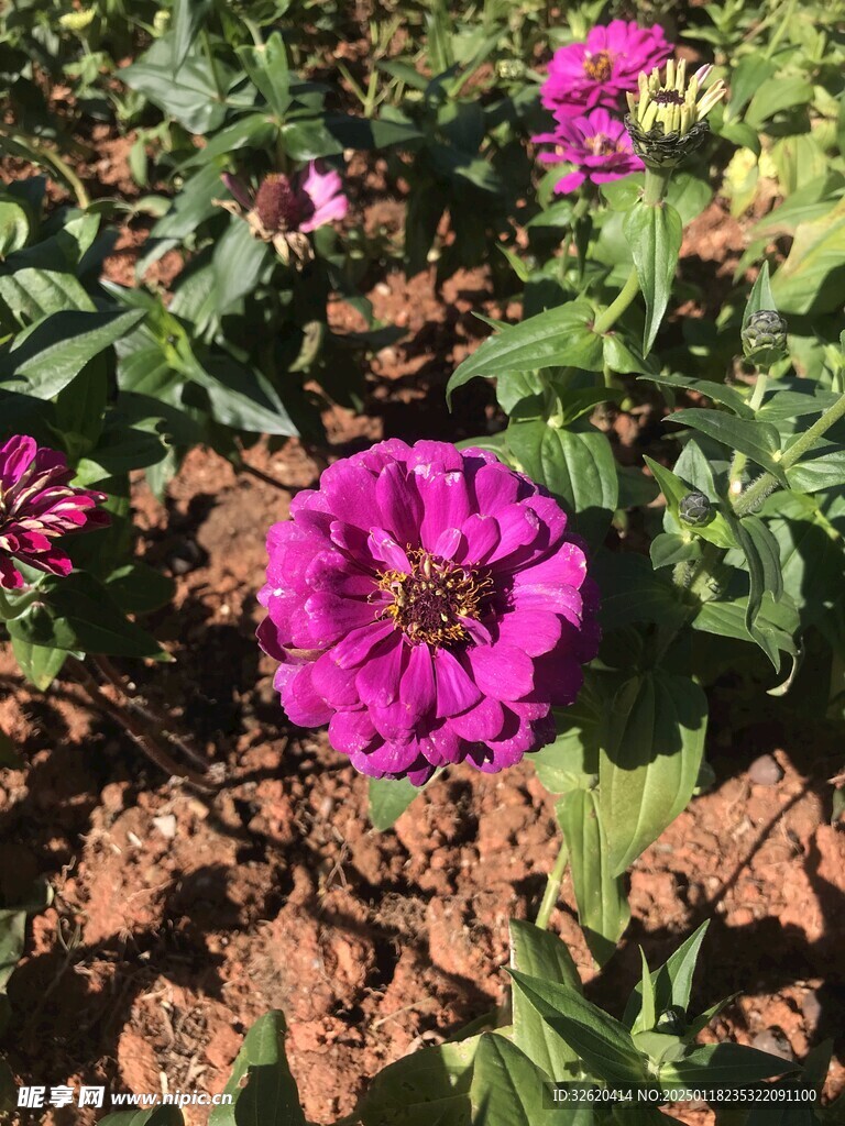 百日菊