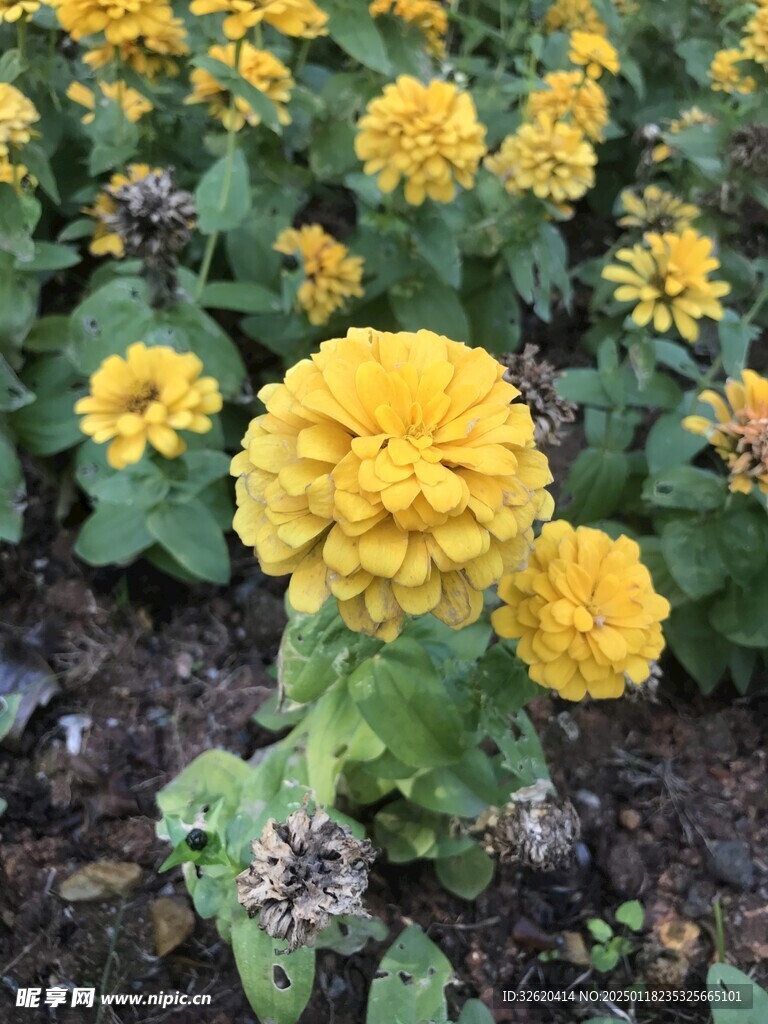 百日菊