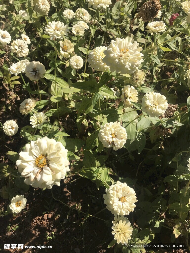 百日菊