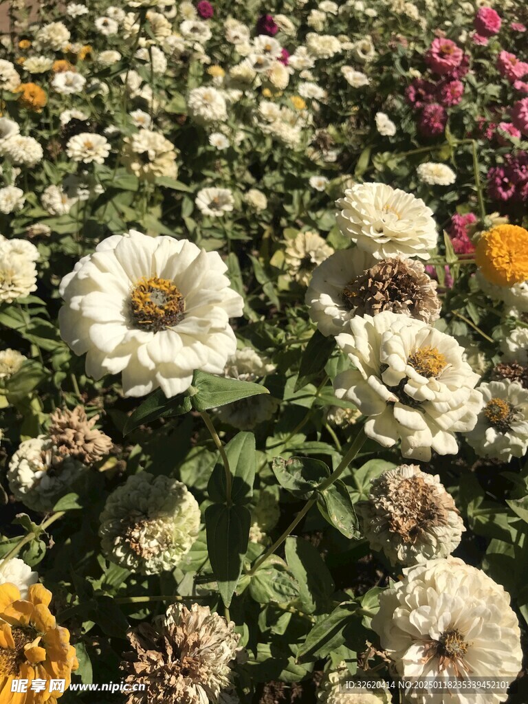 百日菊
