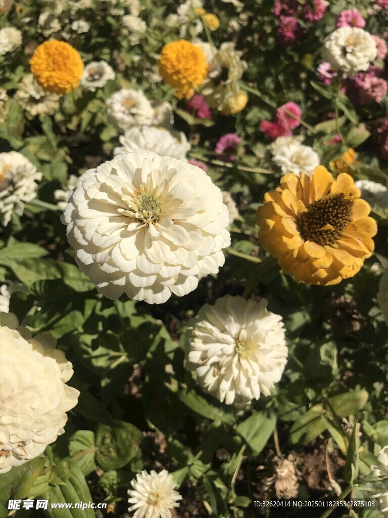 百日菊