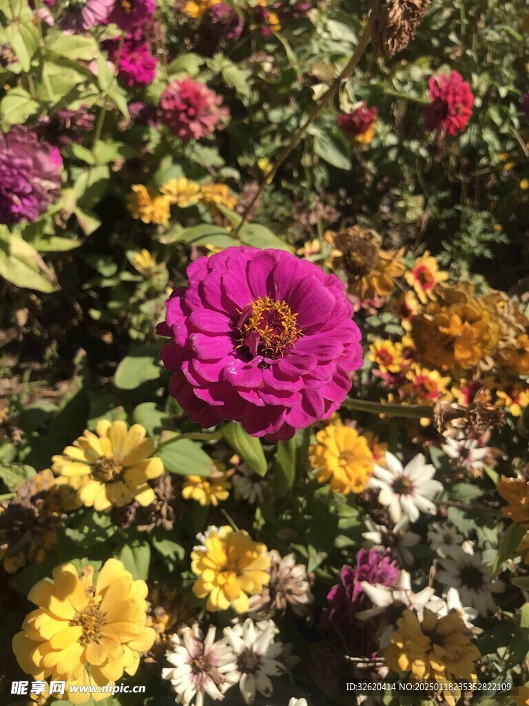 百日菊